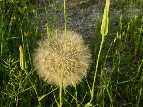 fusti lanciformi - Tragopogon porrifolius