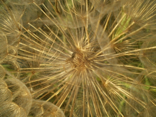 fusti lanciformi - Tragopogon porrifolius