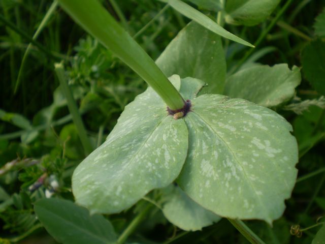 Pisum sativum ssp. elatius