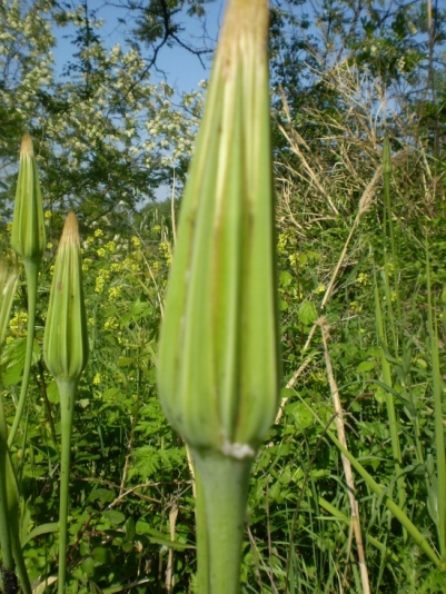 fusti lanciformi - Tragopogon porrifolius