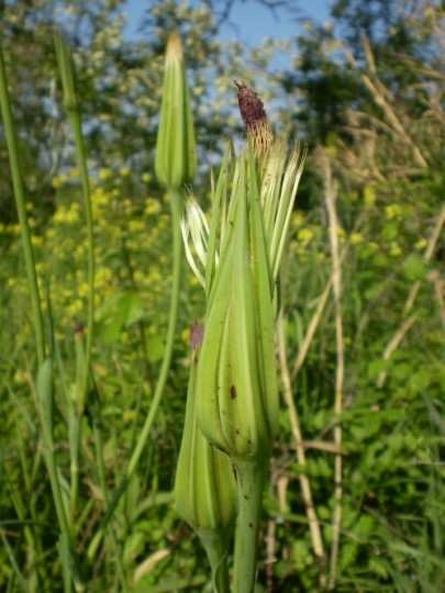 fusti lanciformi - Tragopogon porrifolius