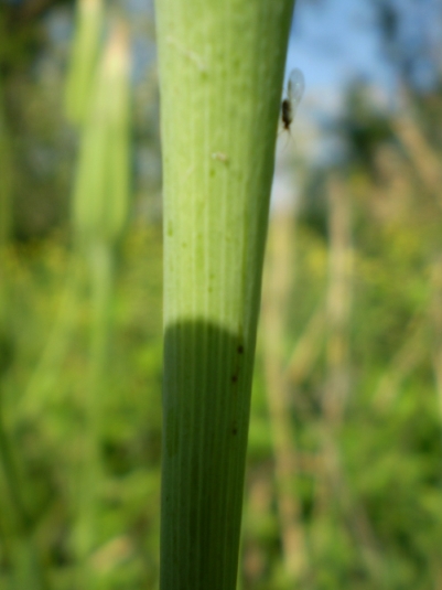 fusti lanciformi - Tragopogon porrifolius