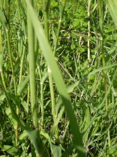 fusti lanciformi - Tragopogon porrifolius