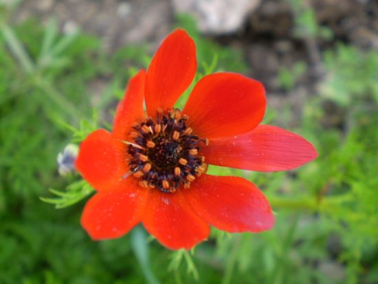 papaver? no, Adonis sp.