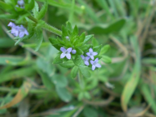 Sherardia arvensis