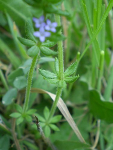 Sherardia arvensis