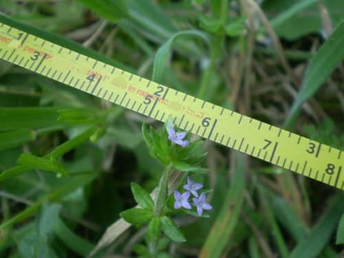 Sherardia arvensis