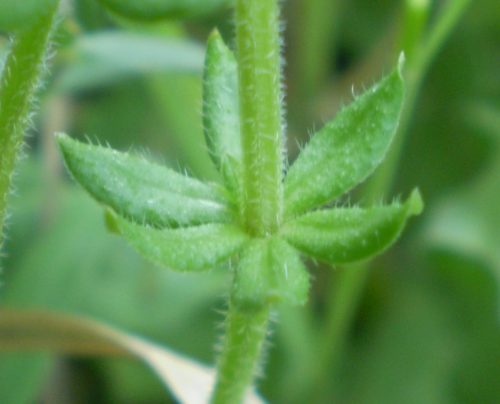 Sherardia arvensis