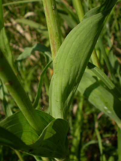 fusti lanciformi - Tragopogon porrifolius