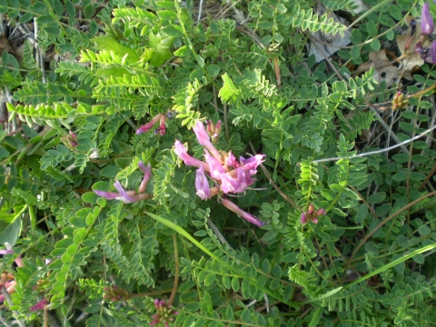 Astragalus monspessulanus / Astragalo di Montpellier