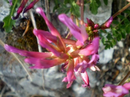 Astragalus monspessulanus / Astragalo di Montpellier