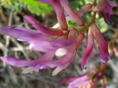 Astragalus monspessulanus / Astragalo di Montpellier