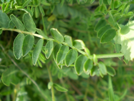 Astragalus monspessulanus / Astragalo di Montpellier