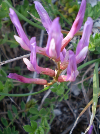 Astragalus monspessulanus / Astragalo di Montpellier