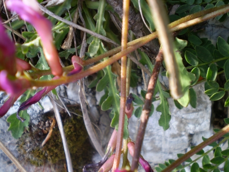 Astragalus monspessulanus / Astragalo di Montpellier