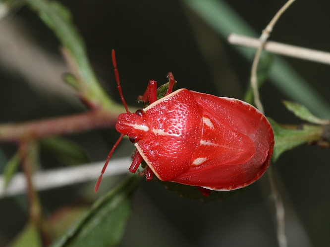 Pentatomidae: Jalla dumosa della Turchia