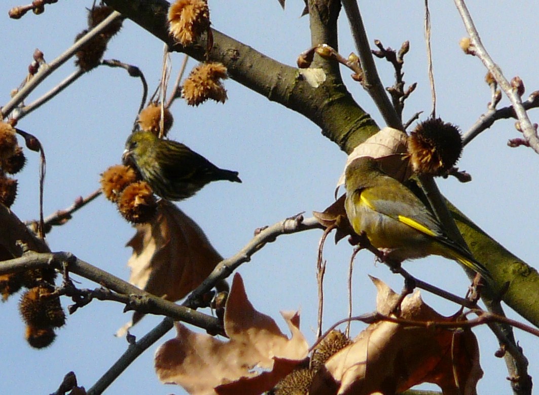 Solo Lucherini? o anche altre specie ?