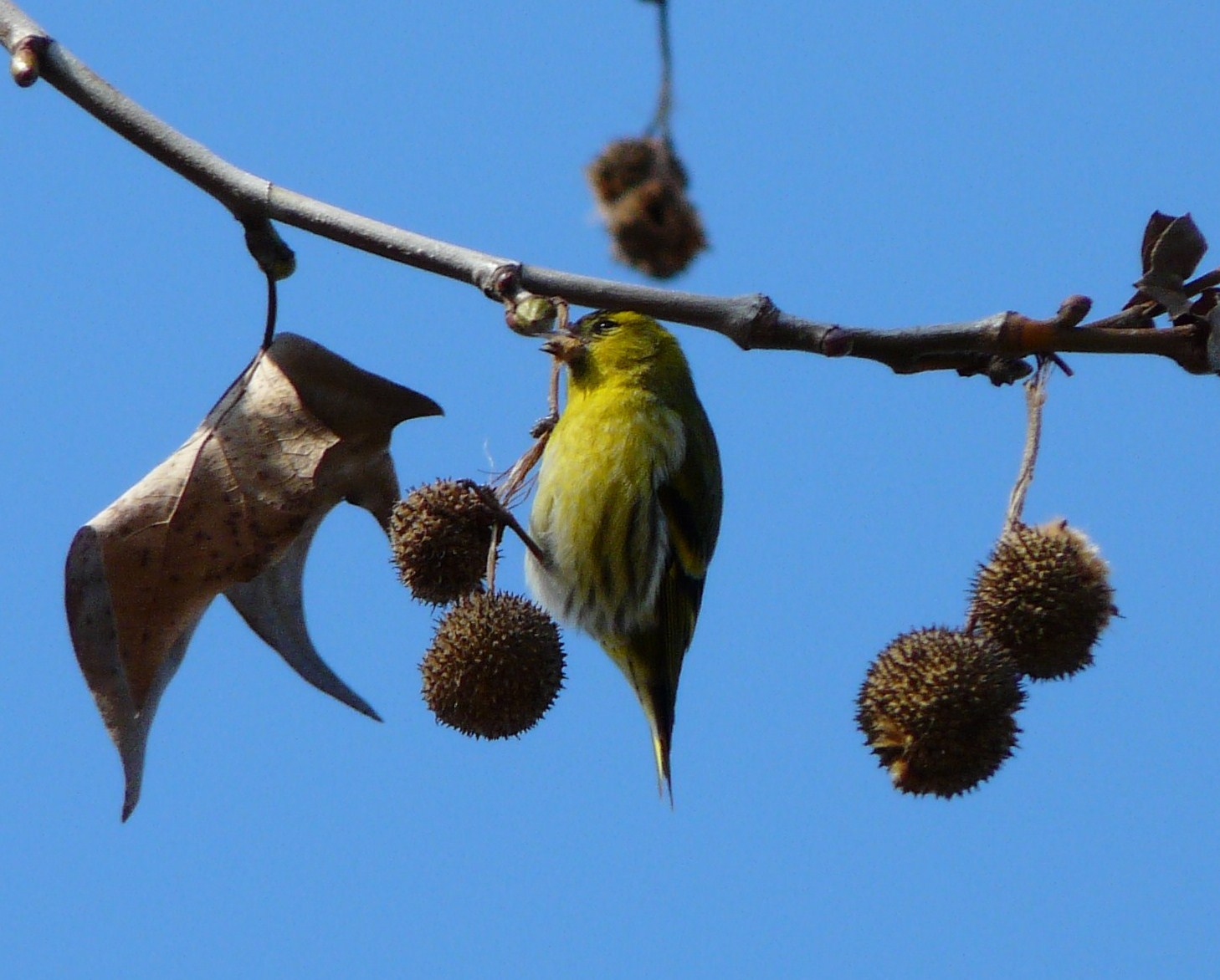 Solo Lucherini? o anche altre specie ?