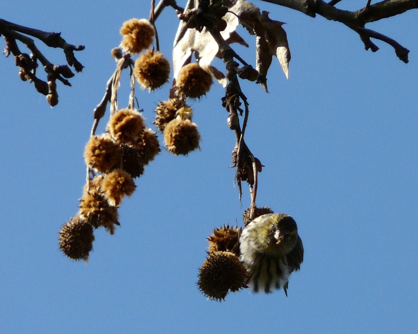 Solo Lucherini? o anche altre specie ?