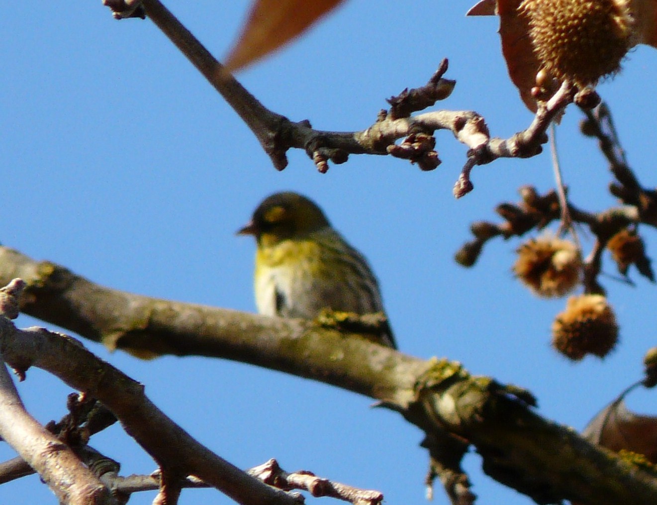 Solo Lucherini? o anche altre specie ?