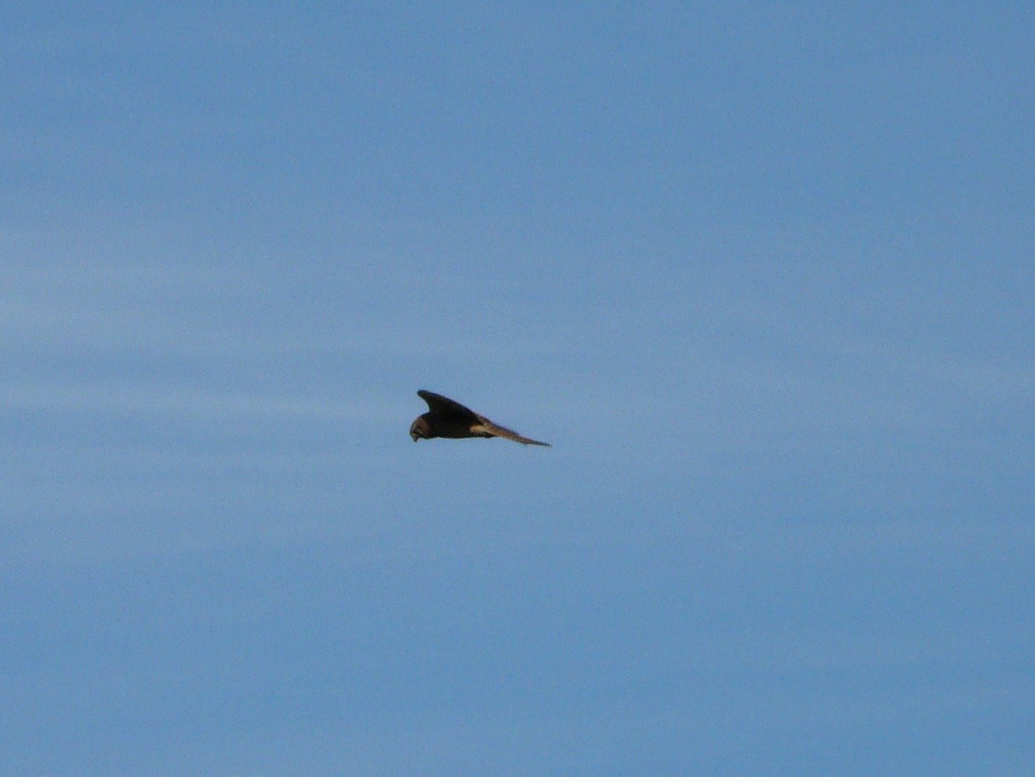 Rapace da identificare