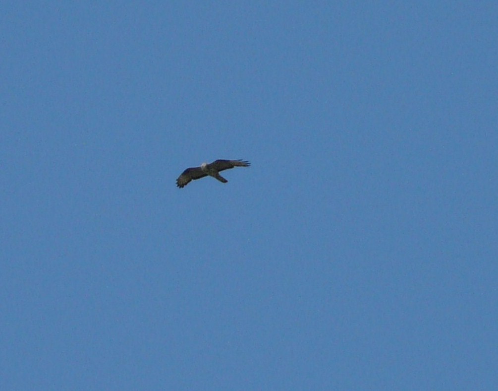 Ancora un rapace da identificare