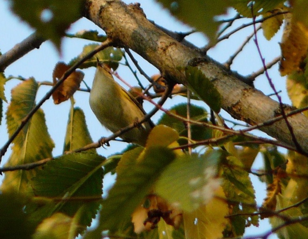 Passeriformi da identificare