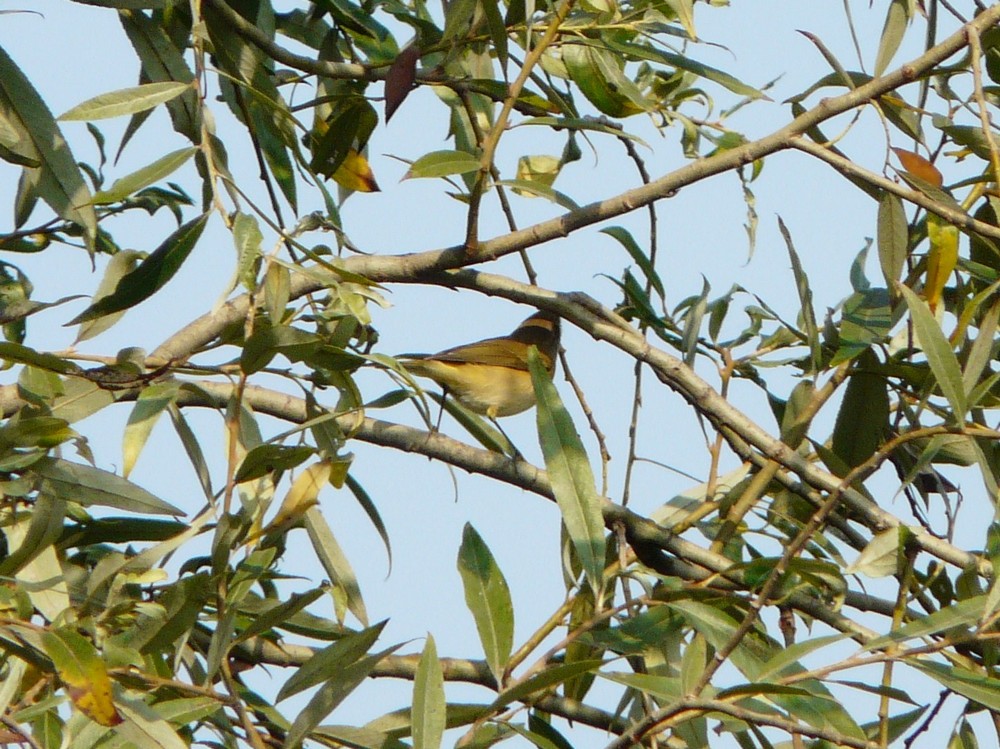 Passeriformi da identificare