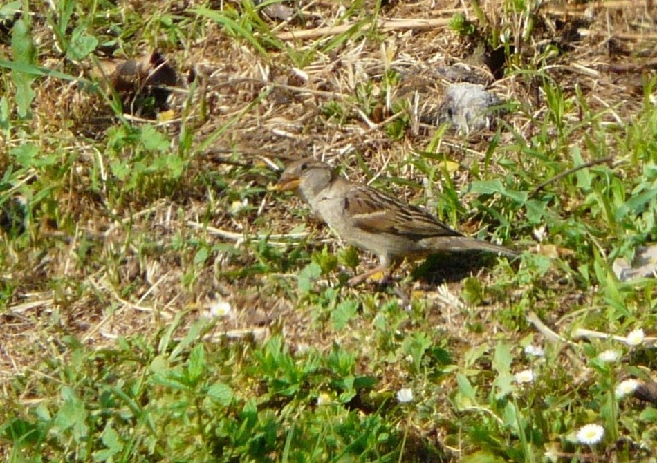 Passeriformi da identificare