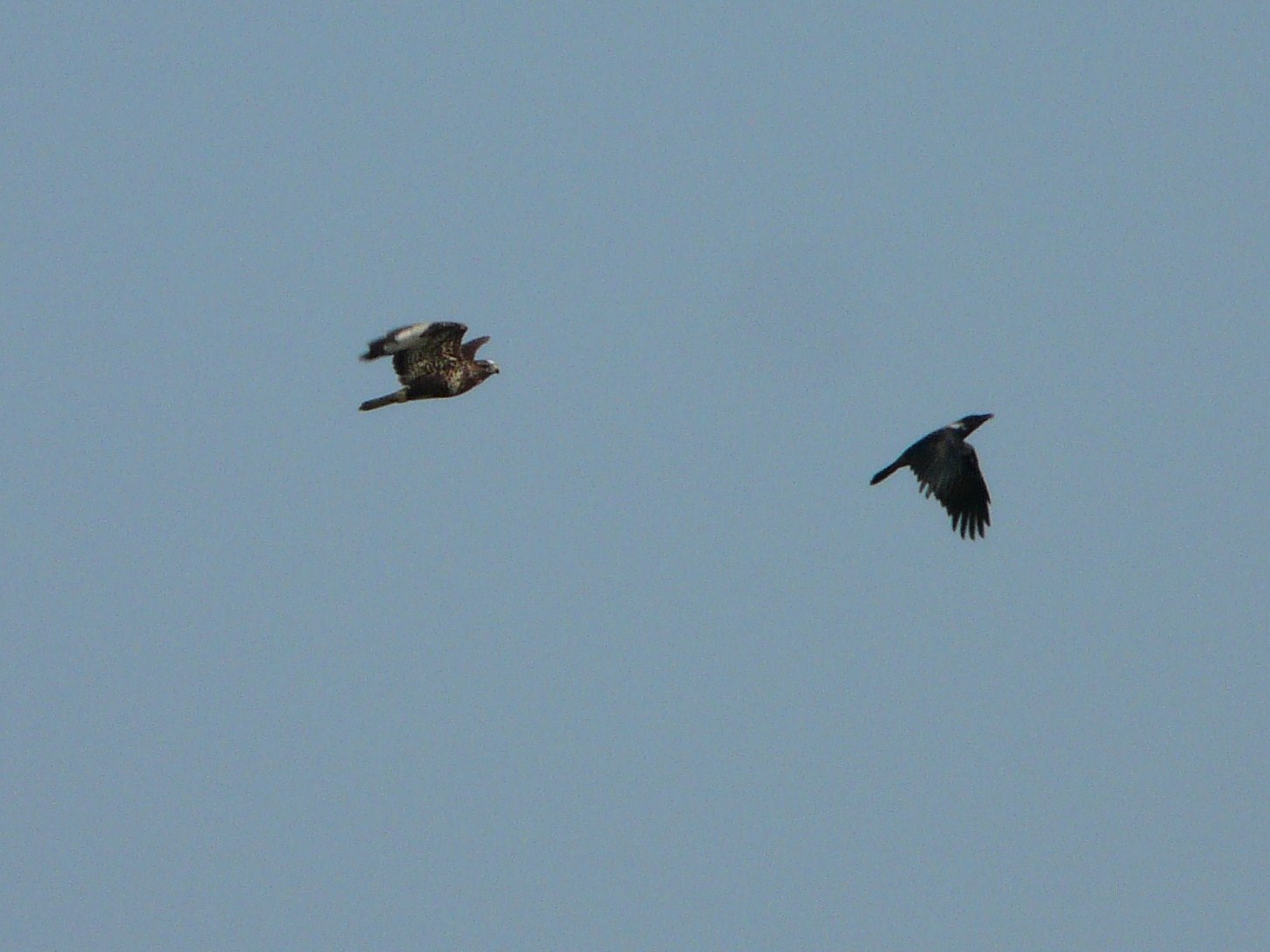 Rapace da identificare