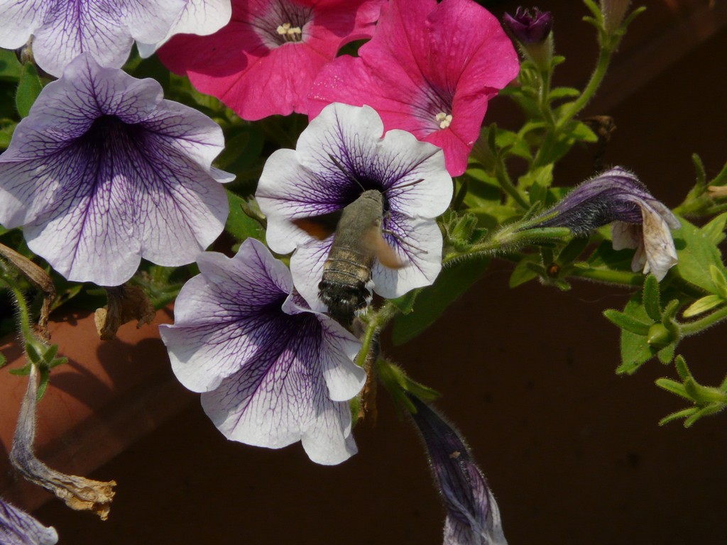 Macroglossum stellatarum