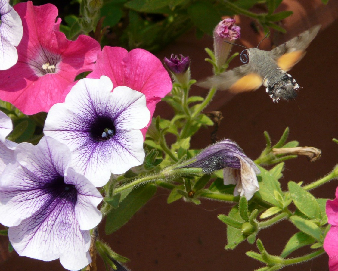 Macroglossum stellatarum