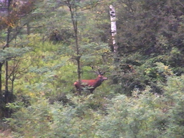 il bramito, riserva Lago di Piano, Como