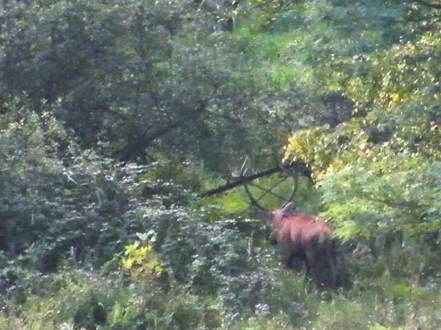 il bramito, riserva Lago di Piano, Como