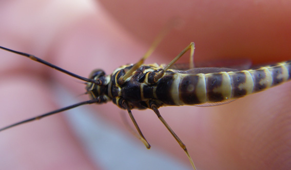 Siphlonurus armatus