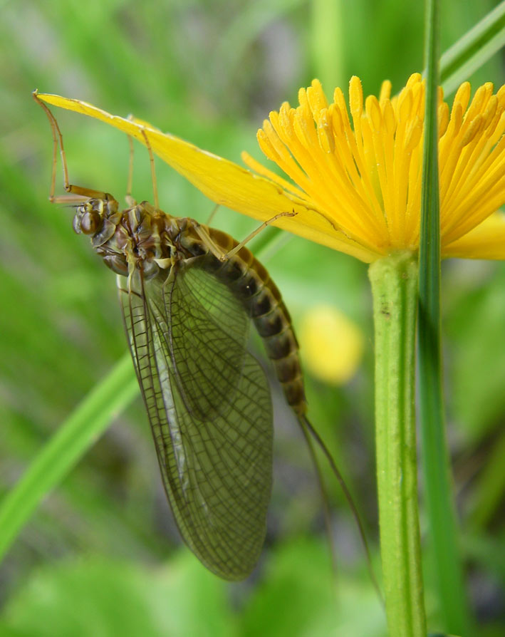 Siphlonurus armatus