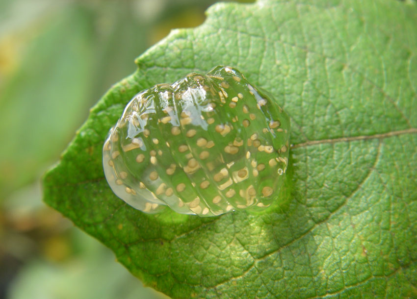 ovatura tricottero