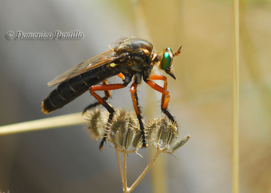 Reduviidae: neanide, forse di un Rhynocoris