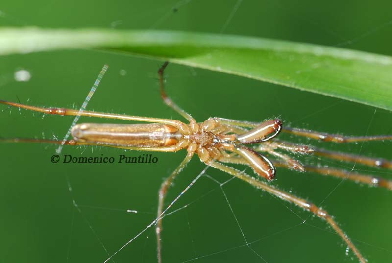 Tetragnatha sp.