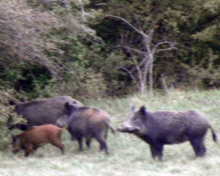 IL CINGHIALE