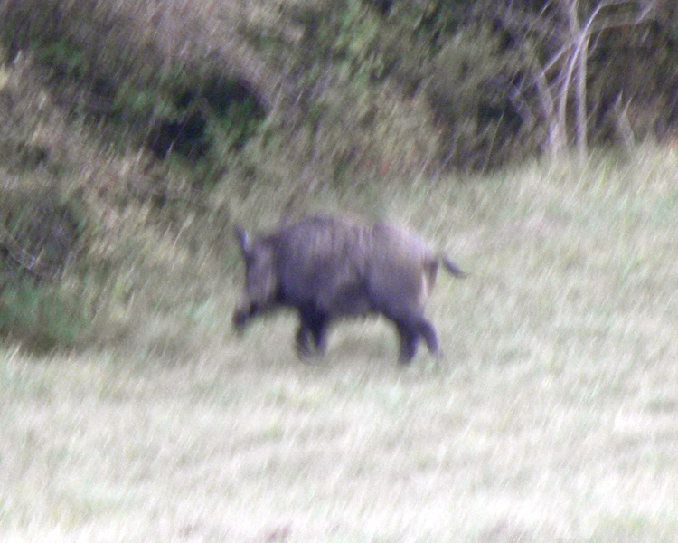 IL CINGHIALE