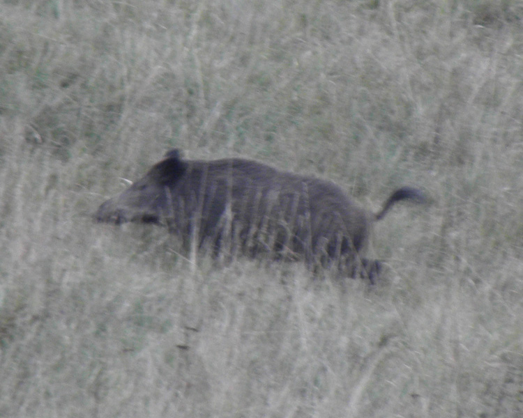 IL CINGHIALE