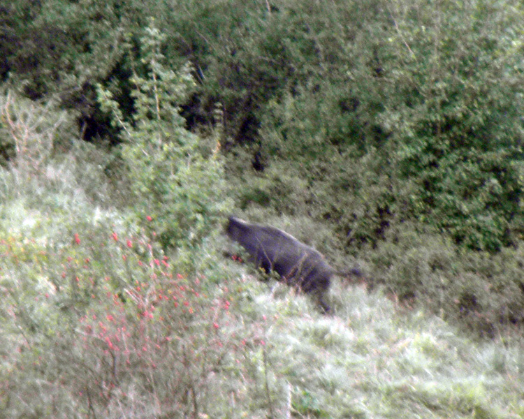 IL CINGHIALE