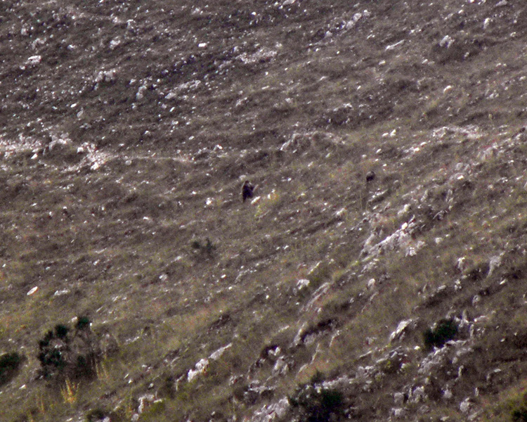 FOTOGRAFATO L''ORSO BRUNO MARSICANO