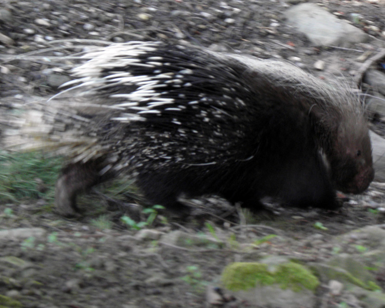 RODITORI E LAGOMORFI SELVATICI