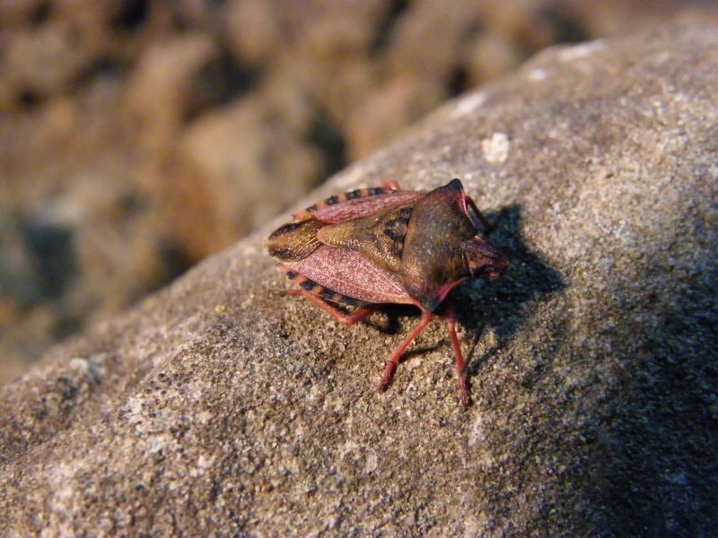 Carpocoris mediterraneus ?