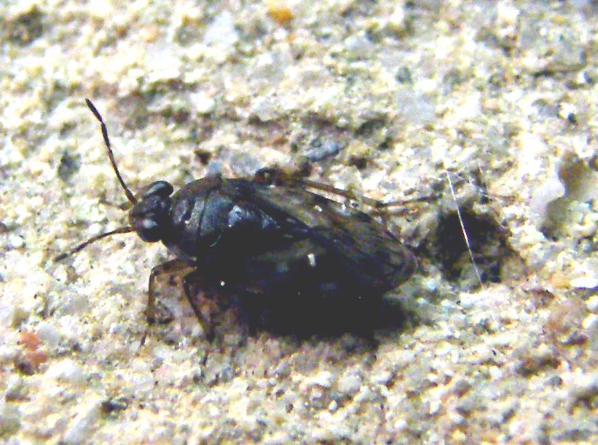 Saldula cfr. pallipes delle Saline di Cagliari