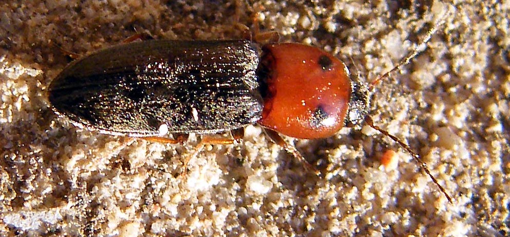 Cardiophorus argiolus?