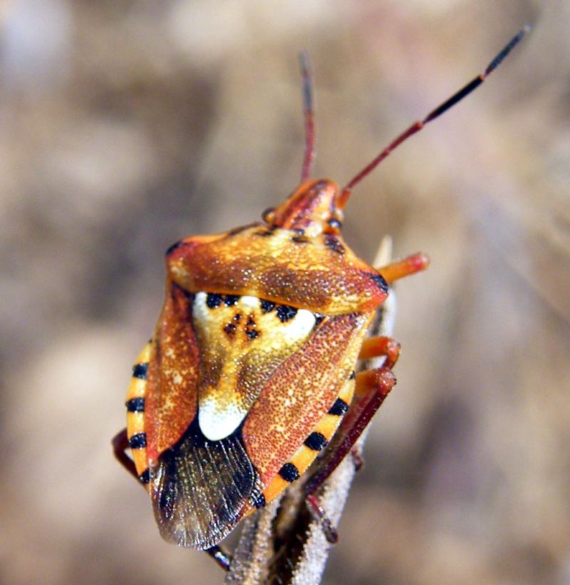 Qualche Codophila varia della Sardegna