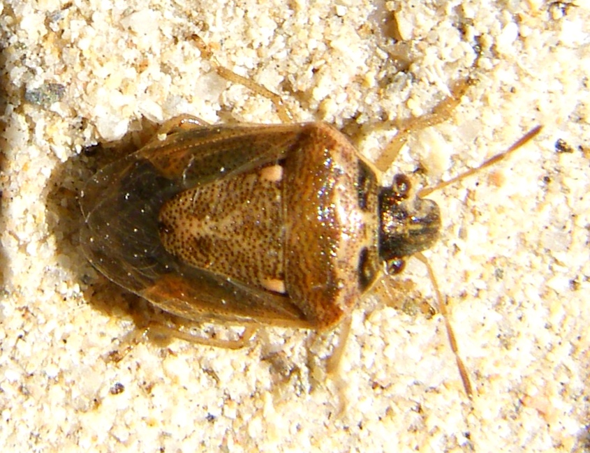 Pentatomidae: Eysarcoris ventralis delle saline di Cagliari